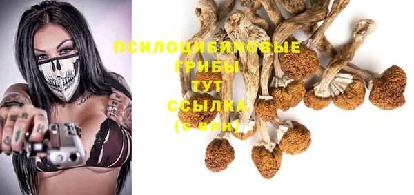 прущие грибы Дрезна
